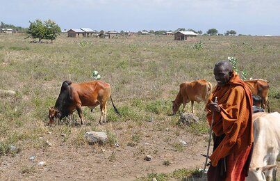 Massai und Kühe | © SONNENTOR
